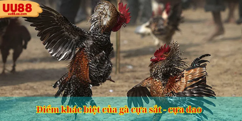 Điểm khác biệt của gà cựa sắt - cựa dao