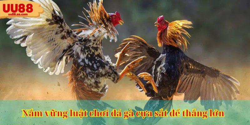 Nắm vững luật chơi đá gà cựa sắt để thắng lớn